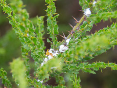 Acacia paradoxa