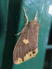 Euproctis quadrangularis