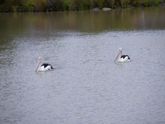 Pelecanus conspicillatus