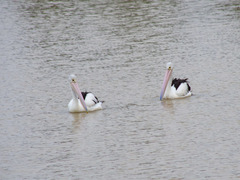 Pelecanus conspicillatus
