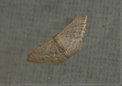 Idaea eretmopus