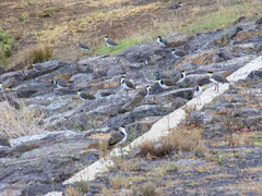 Vanellus miles novaehollandiae