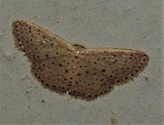 Idaea punctatissima