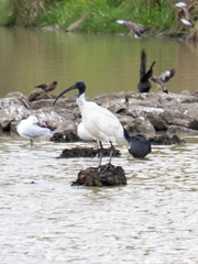Threskiornis molucca