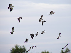 Vanellus miles novaehollandiae