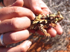 Moloch horridus