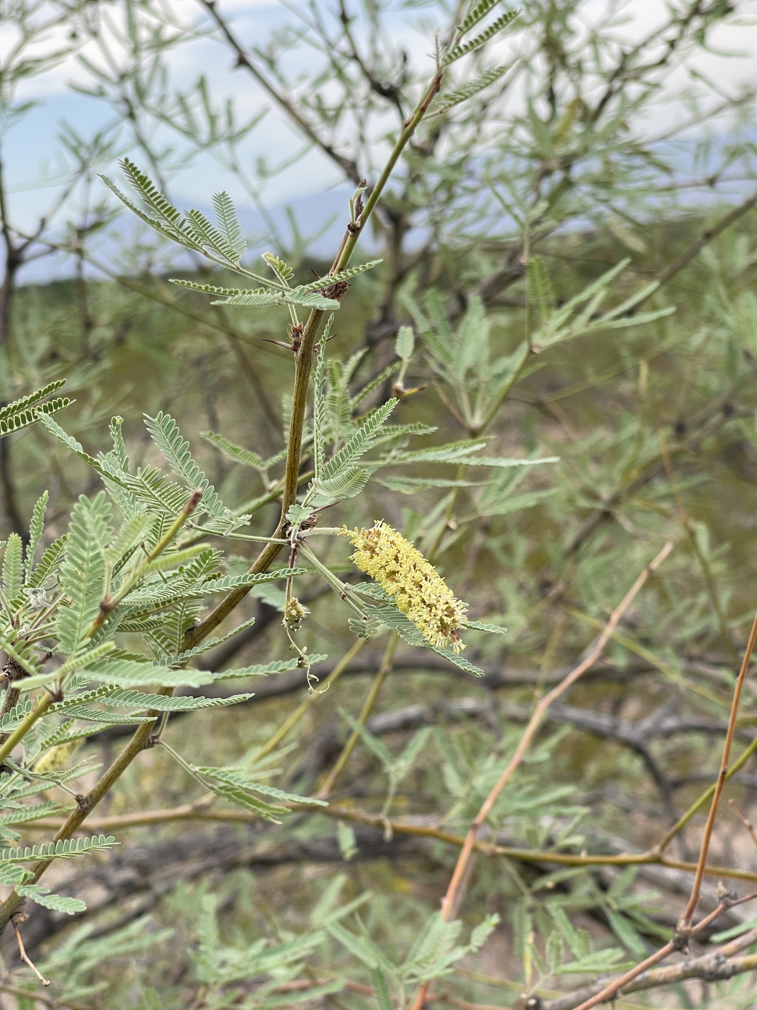 Prosopis velutina