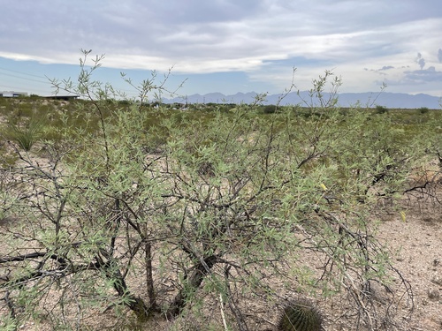 Prosopis velutina