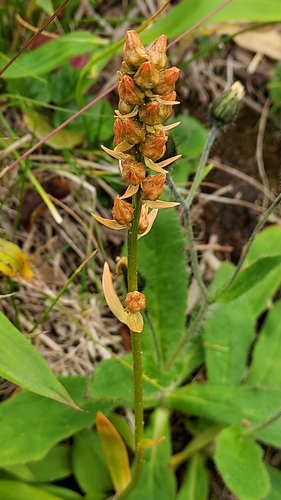 Aletris foliata iNat (1)