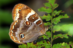 Opoptera syme