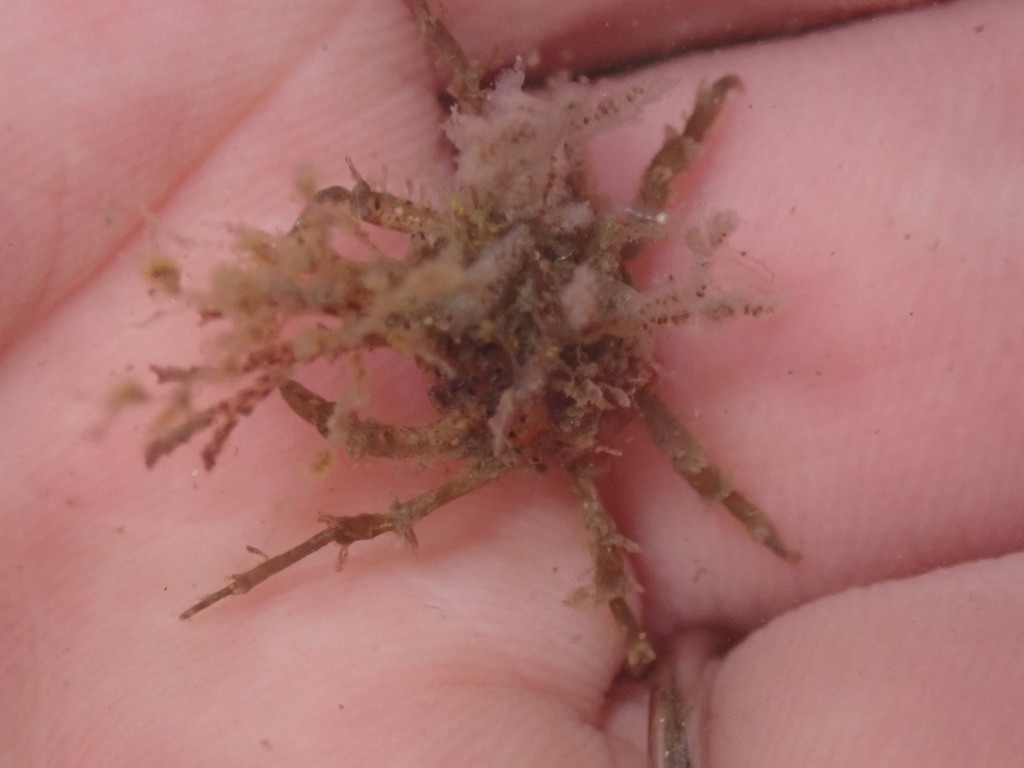 spined kelp crab