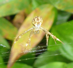 Argiope appensa