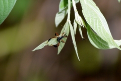 Acanthocephalini