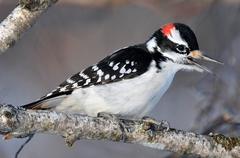 Hairy Woodpecker photo 1