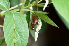 Acanthocephalini
