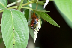 Acanthocephalini
