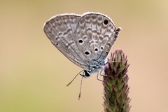 Hemiargus hanno hanno