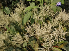 Colebrookea oppositifolia
