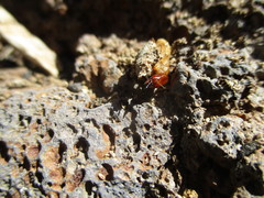 Bifiditermes rogierae