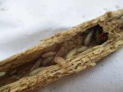 Bifiditermes rogierae