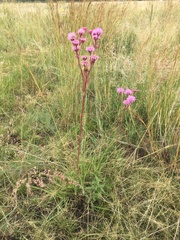 Campuloclinium macrocephalum