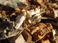 Bifiditermes rogierae