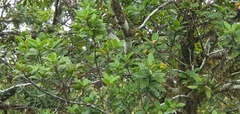 Laurus novocanariensis image