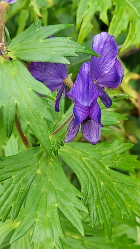 Aconitum nipponicum iNat (1)