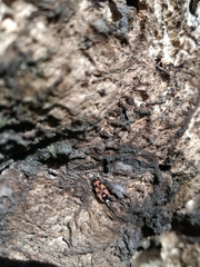 Horvathiolus superbus