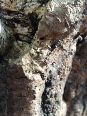 Horvathiolus superbus