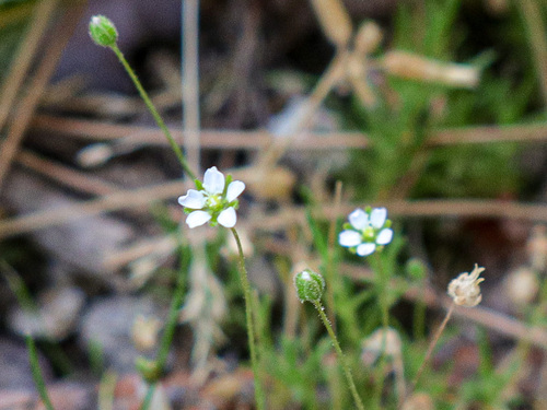 Heath Pearlwort (Sagina revelierei)