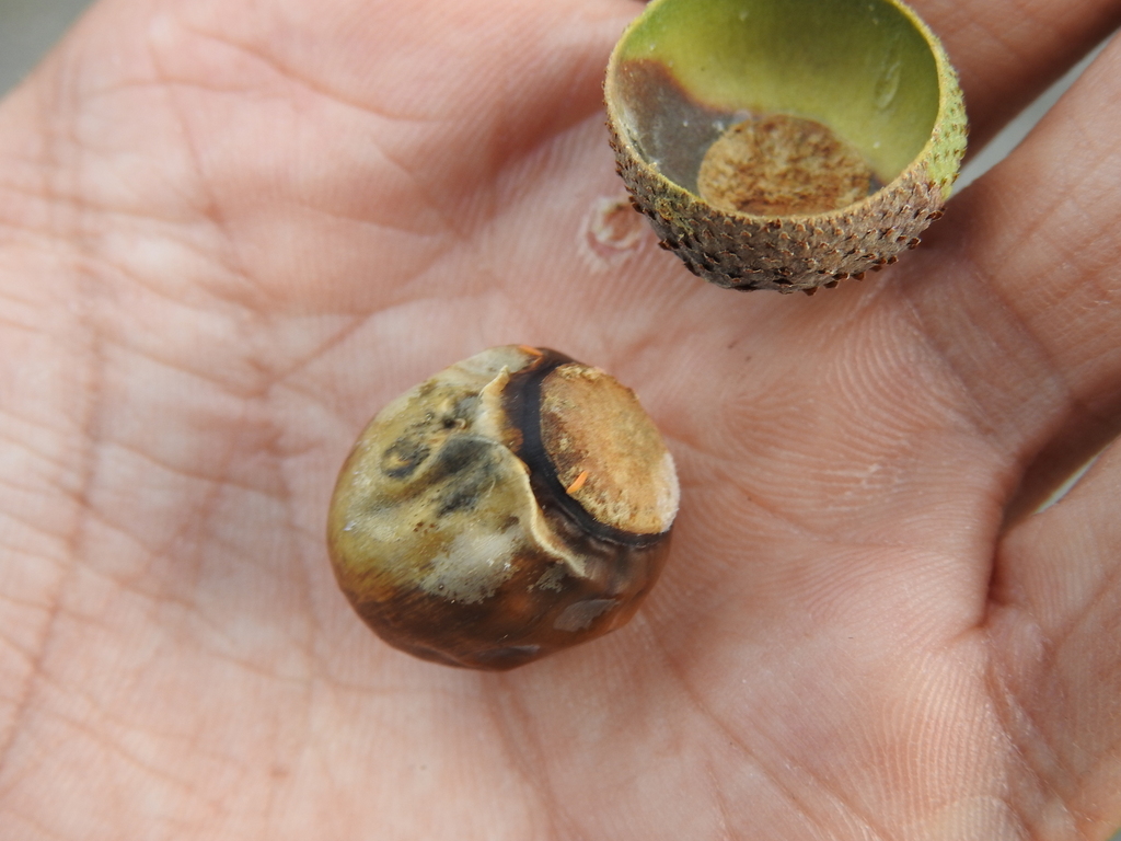 Clinodiplosis cilicrus