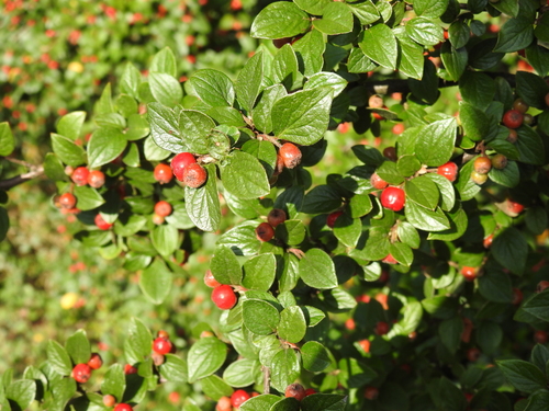 Image of Cotoneaster dielsianus by no rights reserved