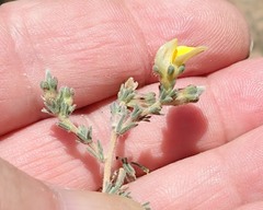 Aspalathus cymbiformis
