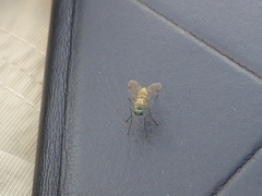 Chrysopilus asiliformis