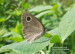 Ypthima kasmira