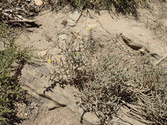 Aspalathus cymbiformis
