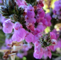 Erica nervata