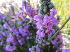 Erica nervata