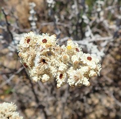Helichrysum patulum