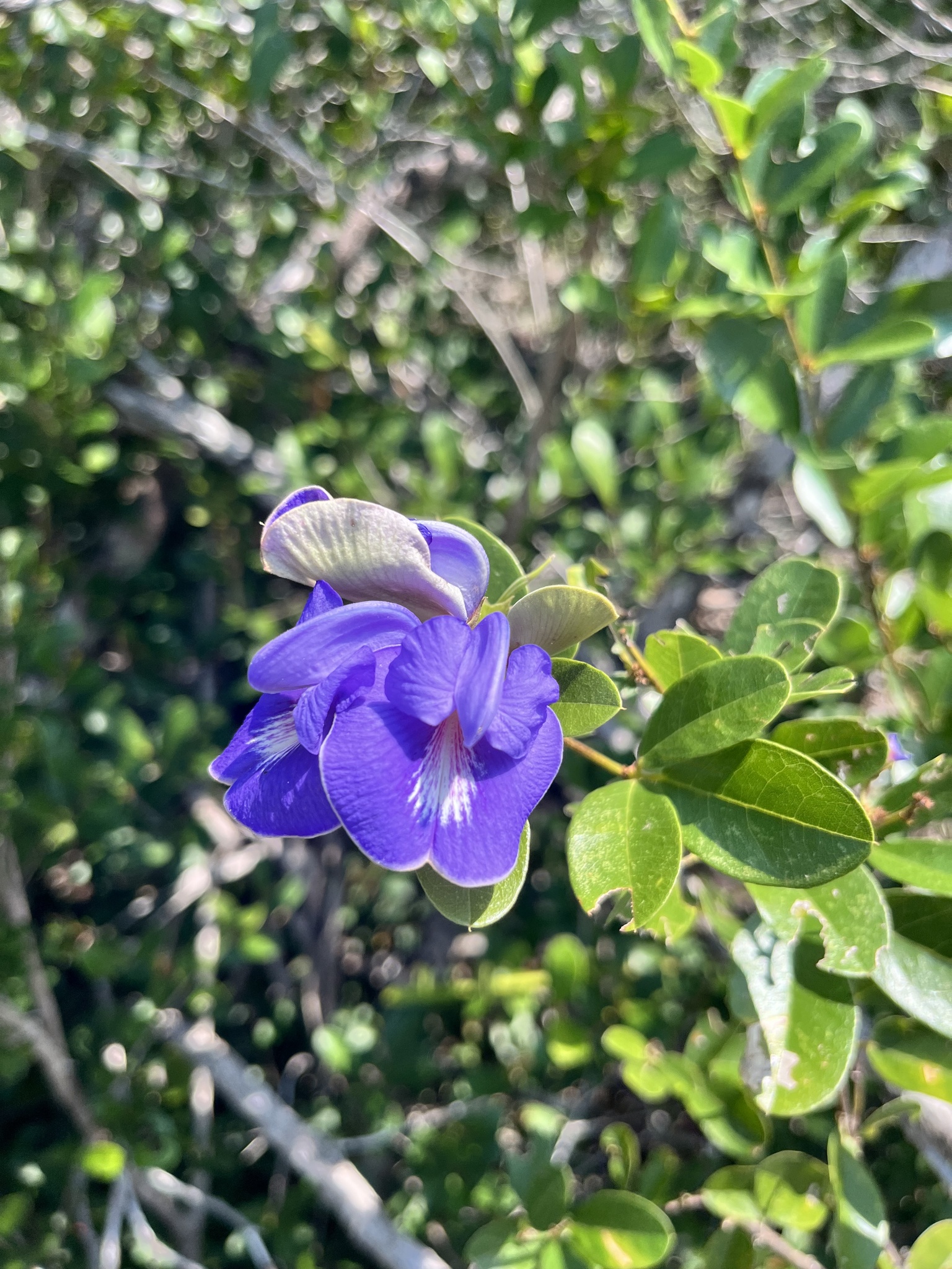 Periandra mediterranea