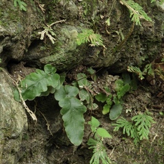 Tectaria zeilanica