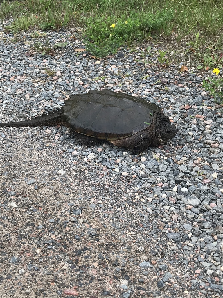 Common Snapping Turtle from Thunder Bay, CA-ON, CA on August 28, 2023 ...