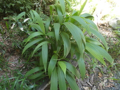 Setaria palmifolia