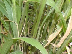 Setaria palmifolia
