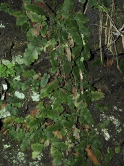 Tectaria zeilanica