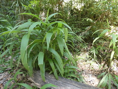 Setaria palmifolia