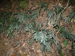 Blechnum patersonii
