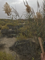 Phragmites australis
