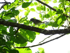 Myiopagis subplacens